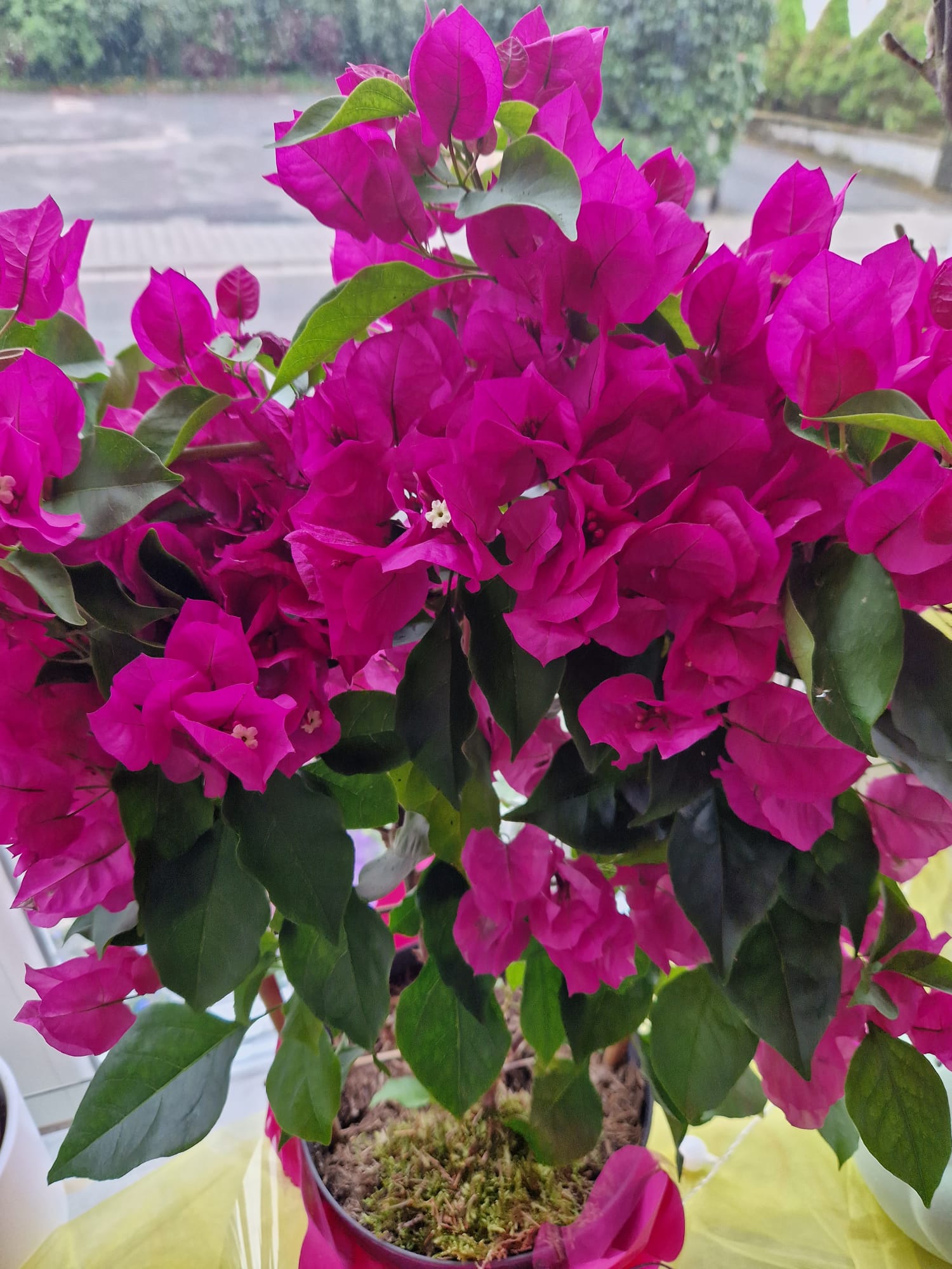 Sommerblumen Sortiment