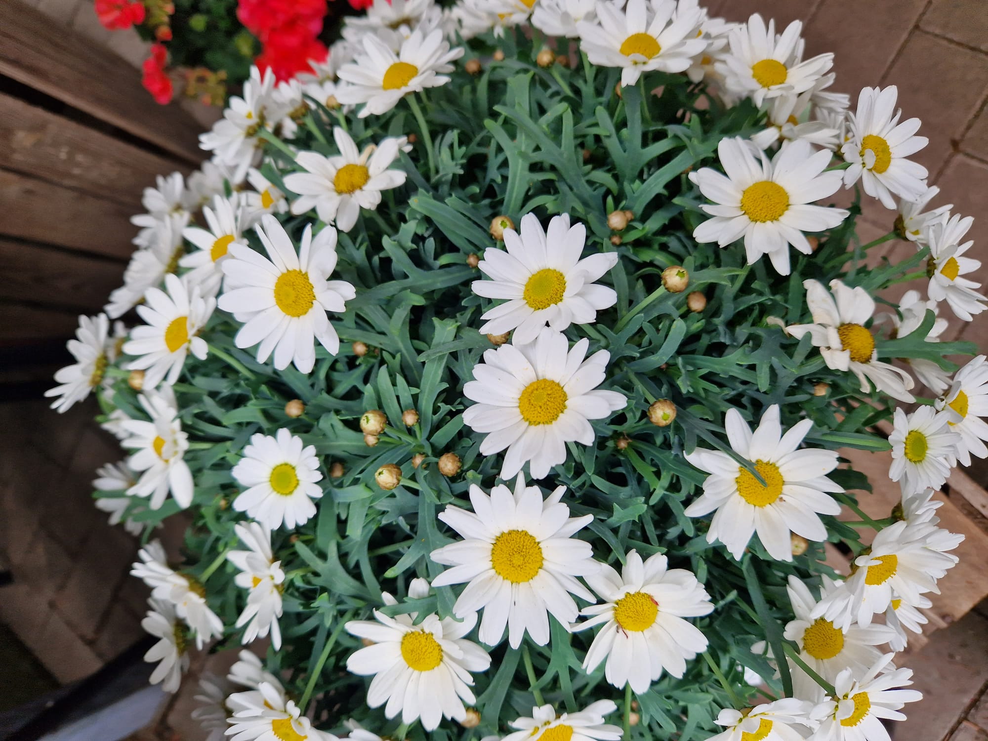 Blumen und Pflanzen