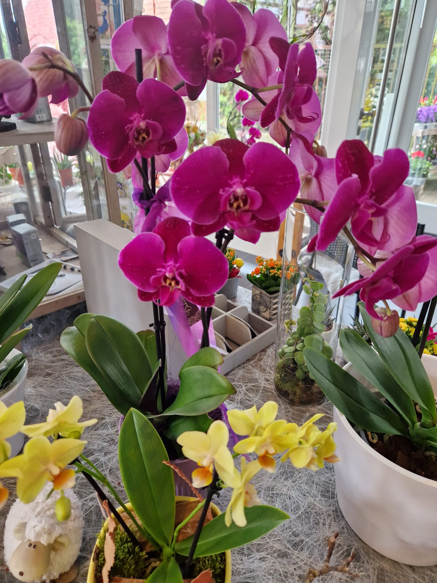 Blumen und Pflanzen