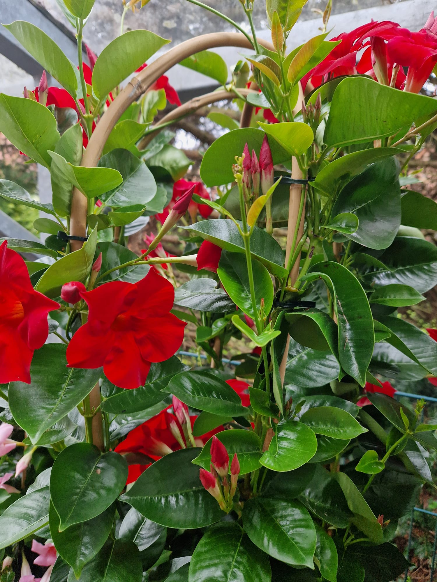 Blumen und Pflanzen