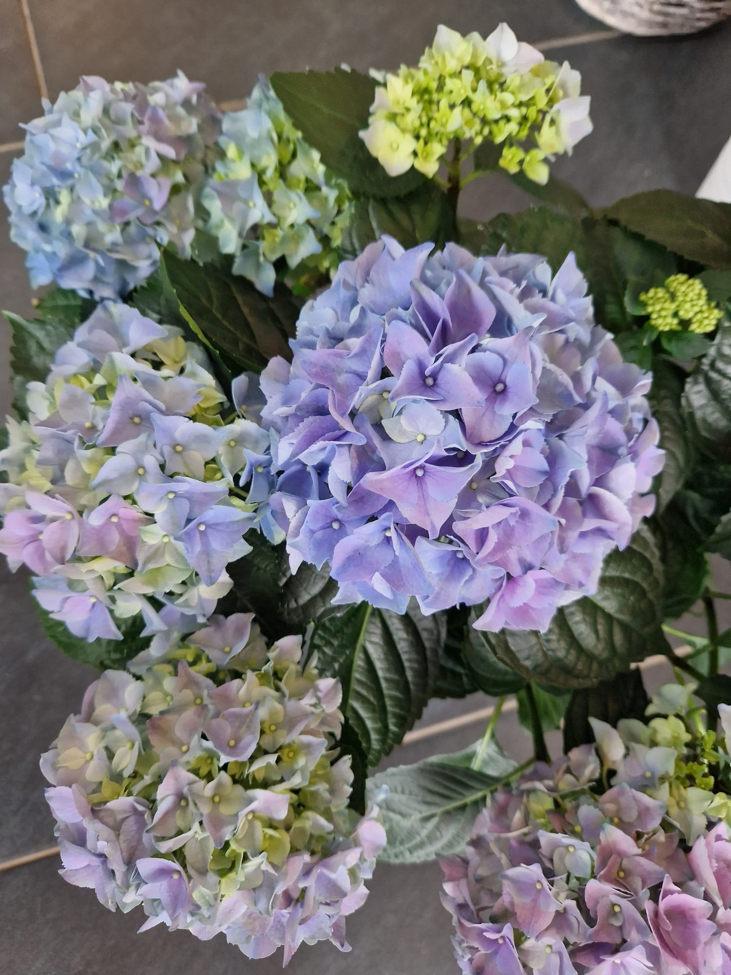 Blumen und Pflanzen