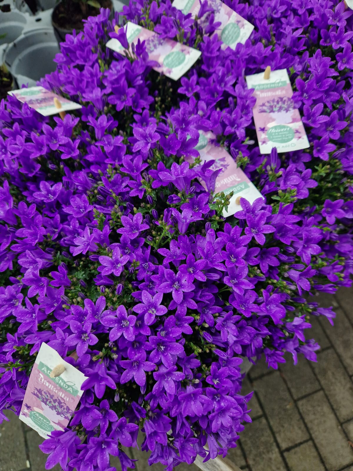 Blumen und Pflanzen