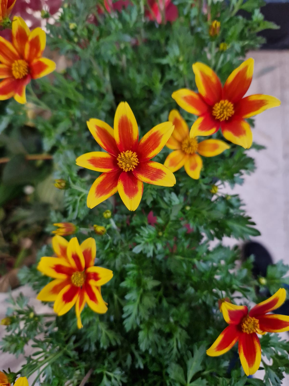 Blumen und Pflanzen